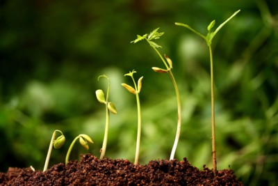 Photo de croissance d'une plante